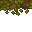 forest floor