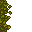 forest floor
