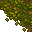 forest floor