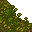 forest floor