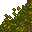 forest floor