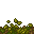 forest floor