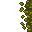 forest floor