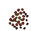 wild roses