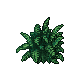 ferns