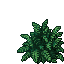 ferns