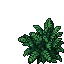 ferns