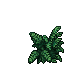 ferns