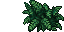 ferns
