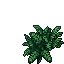 ferns