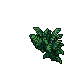 ferns
