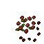 wild roses