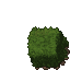 hedge