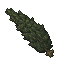 dark cypress