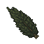 dark cypress