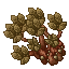 ichor thistle