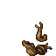 harvested root