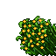 dawnfire derb plant