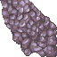 coral stone