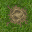 grass