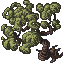 juniper tree
