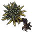 tuft palm