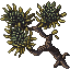 tuft palm