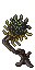 small tuft palm
