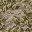 grass