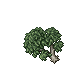 small blooming birch