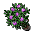 pink roses