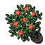 red roses