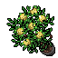 yellow roses