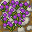 stone path