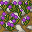 stone path