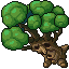 sentient oak