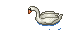swan