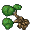 beech