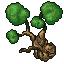 beech