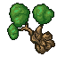 beech