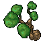 beech