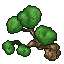 beech