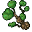 beech