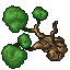 beech