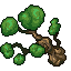 beech