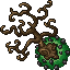 windroot tree