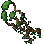 windroot tree