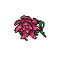 big rose