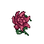 big rose