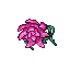 big rose